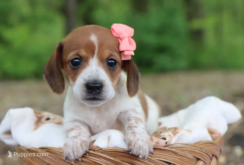 Yvette – Miniature Dachshund puppy for sale in Fresno, OH