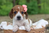 Yvette, a female Miniature Dachshund for sale in Fresno, OH – 1 of 5