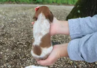 Yvette, a female Miniature Dachshund for sale in Fresno, OH – 2 of 5