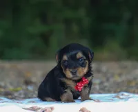 Hayes, a male Yorkshire Terrier for sale in Fresno, OH – 4 of 4