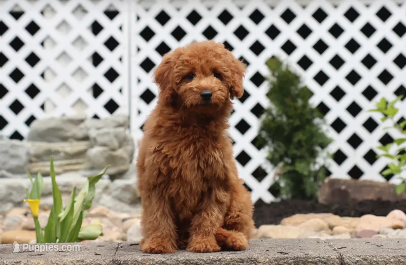 Ivory – Miniature Goldendoodle puppy for sale in Fresno, OH