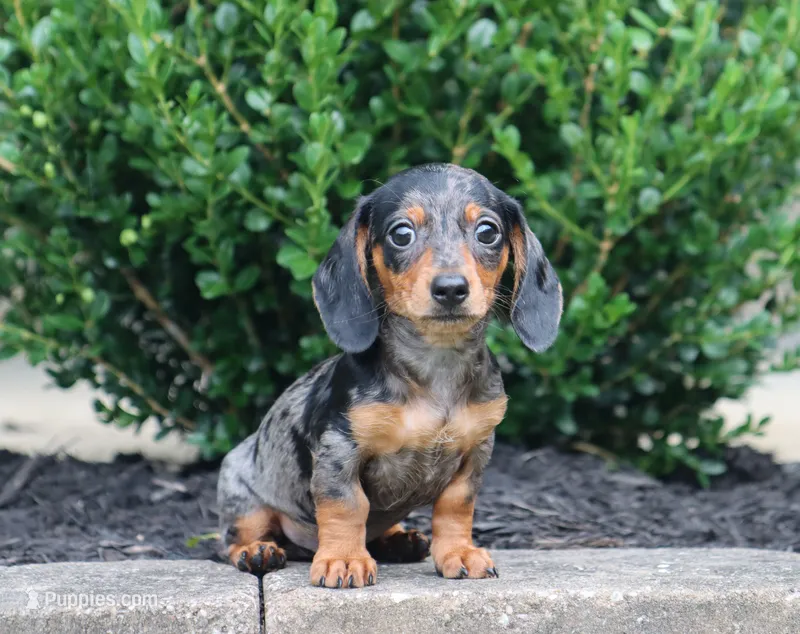 Ike – Miniature Dachshund puppy for sale in Fresno, OH