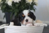 Niko, a male Cavalier King Charles Spaniel for sale in Fresno, OH – 4 of 4