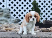 Upton, a male Cavalier King Charles Spaniel for sale in Fresno, OH – 2 of 7