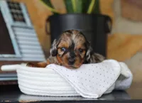 Oaklyn, a female Miniature Dachshund for sale in Fresno, OH – 2 of 5