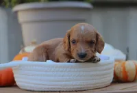 Lilac, a female Miniature Dachshund for sale in Fresno, OH – 3 of 3