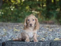 Austin, a male Miniature Dachshund for sale in Fresno, OH – 2 of 3