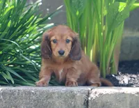 Chloe, a female Miniature Dachshund for sale in Fresno, OH – 1 of 5