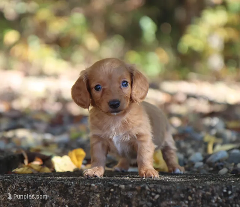 Layla – Miniature Dachshund puppy for sale in Fresno, OH