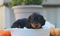 Lexi, a female Miniature Dachshund for sale in Fresno, OH – 3 of 3