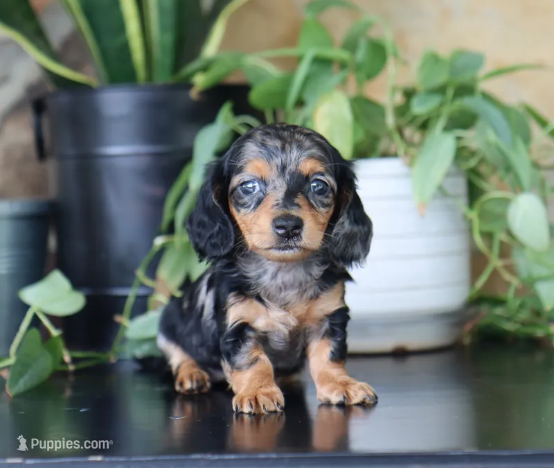 Uriella – Miniature Dachshund puppy for sale in Fresno, OH