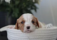 Nadine, a female Cavalier King Charles Spaniel for sale in Fresno, OH – 3 of 4