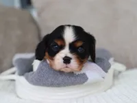 Kaden, a male Cavalier King Charles Spaniel for sale in Fresno, OH – 2 of 5