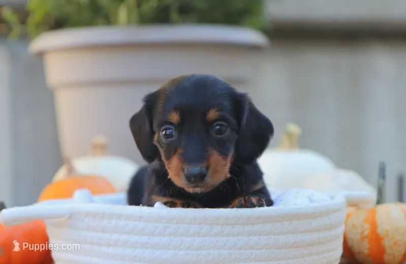 Lola – Miniature Dachshund puppy for sale in Fresno, OH
