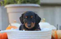 Lola, a female Miniature Dachshund for sale in Fresno, OH – 1 of 4