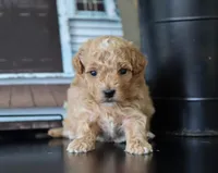Mia, a female Maltipoo for sale in Fresno, OH – 1 of 4