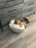 Duce , a male French Bulldog for sale in Murrieta, CA – Photo 2 of 3