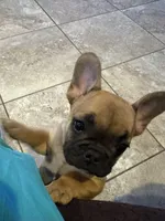 Duce , a male French Bulldog for sale in Murrieta, CA – Photo 3 of 3