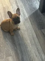 Duce , a male French Bulldog for sale in Murrieta, CA – Photo 1 of 3