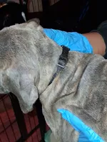 Black Collar , a male Cane Corso for sale in Blythewood, SC – 2 of 2