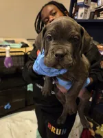 Blue Collar , a male Cane Corso for sale in Blythewood, SC – 2 of 4