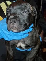 Yellow Collar , a male Cane Corso for sale in Blythewood, SC – 2 of 2