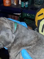 Light Blue Collar Male , a male Cane Corso for sale in Blythewood, SC – 4 of 4