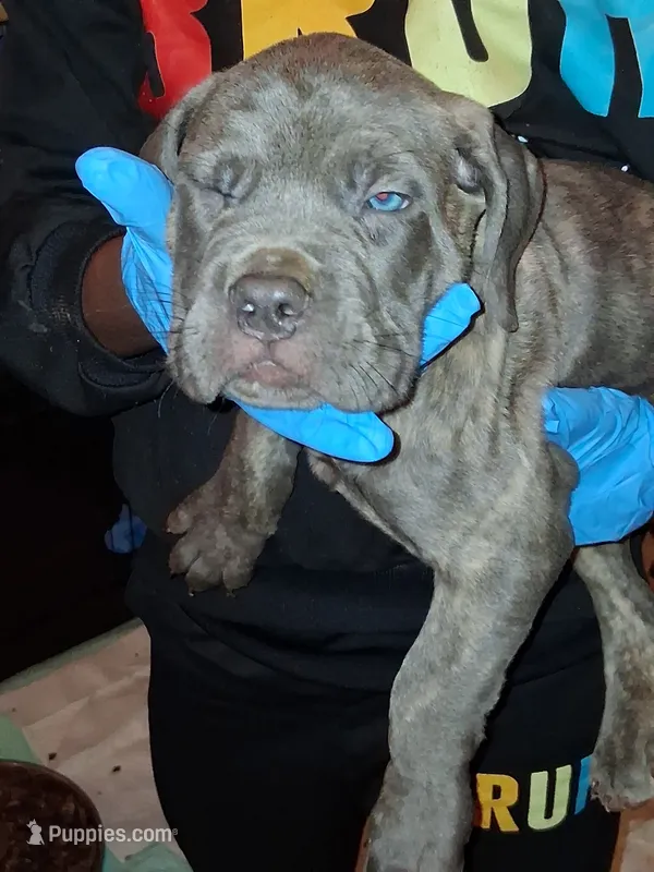Black Collar  – Cane Corso puppy for sale in Blythewood, SC