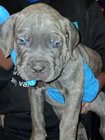 Orange Collar, a male Cane Corso for sale in Blythewood, SC – 3 of 4