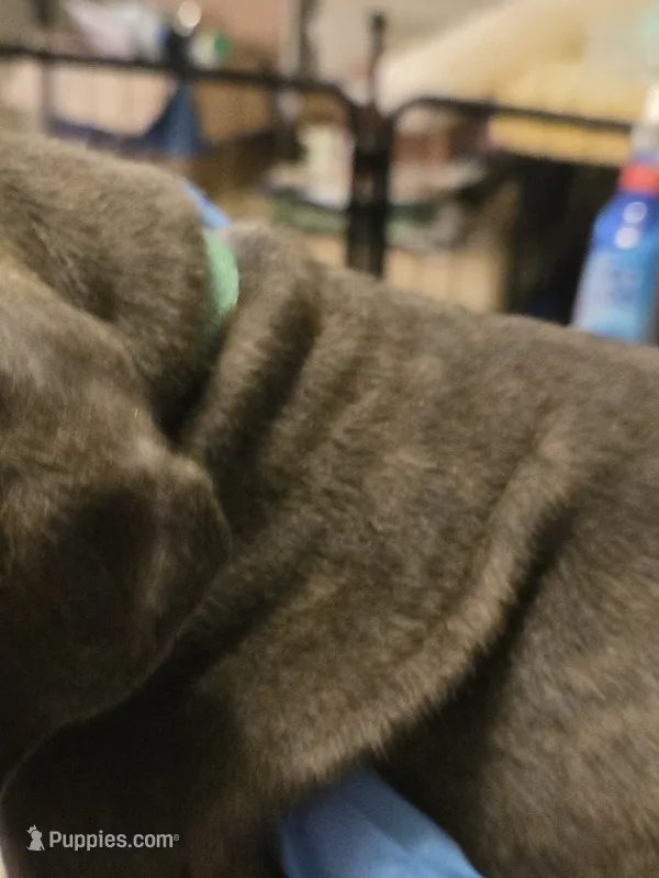 Light Blue Collar Male  – Cane Corso puppy for sale in Blythewood, SC
