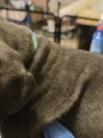 Light Blue Collar Male , a male Cane Corso for sale in Blythewood, SC – 1 of 4