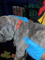 Orange Collar, a male Cane Corso for sale in Blythewood, SC – 4 of 4