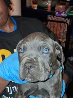Blue Collar , a male Cane Corso for sale in Blythewood, SC – 4 of 4