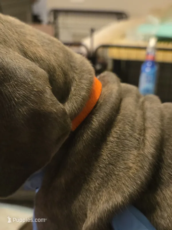 Orange Collar – Cane Corso puppy for sale in Blythewood, SC