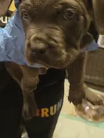 Light Blue Collar Male , a male Cane Corso for sale in Blythewood, SC – 2 of 4