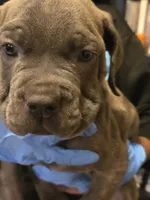 Orange Collar, a male Cane Corso for sale in Blythewood, SC – 2 of 4