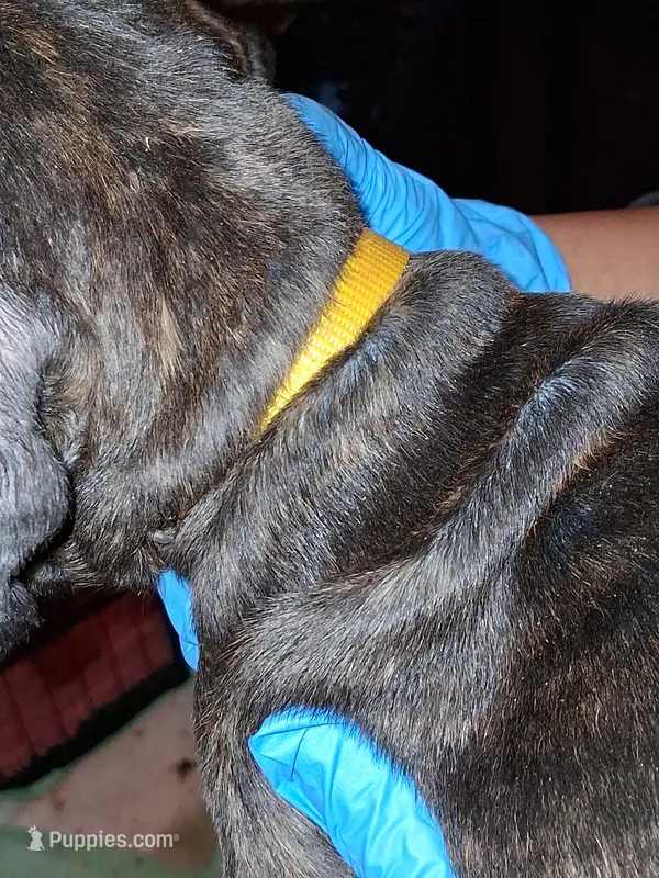 Yellow Collar  – Cane Corso puppy for sale in Blythewood, SC