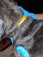 Yellow Collar , a male Cane Corso for sale in Blythewood, SC – 1 of 2