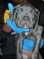 Light Blue Collar Male , a male Cane Corso for sale in Blythewood, SC – 3 of 4