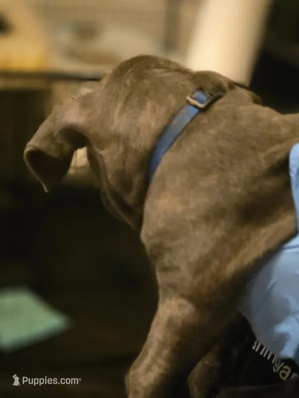 Blue Collar  – Cane Corso puppy for sale in Blythewood, SC