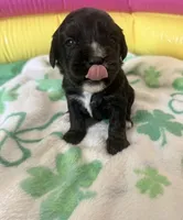 Jack, a male Bernese Mountain Dog and Cavalier King Charles Spaniel for sale in Latonia, KY – 1 of 5