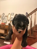 Jack, a male Bernese Mountain Dog and Cavalier King Charles Spaniel for sale in Latonia, KY – 2 of 5