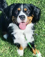 Jack, a male Bernese Mountain Dog and Cavalier King Charles Spaniel for sale in Latonia, KY – 5 of 5