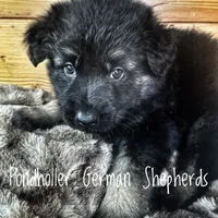 Long coat bicolor, a male German Shepherd Dog for sale in Greenup, KY – Photo 3 of 3