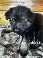 Long coat bicolor, a male German Shepherd Dog for sale in Greenup, KY – Photo 3 of 3