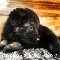 Long coat bicolor, a male German Shepherd Dog for sale in Greenup, KY – Photo 1 of 3