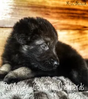 Long coat bicolor, a male German Shepherd Dog for sale in Greenup, KY – Photo 1 of 3