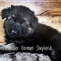 Long coat bicolor, a male German Shepherd Dog for sale in Greenup, KY – Photo 2 of 3