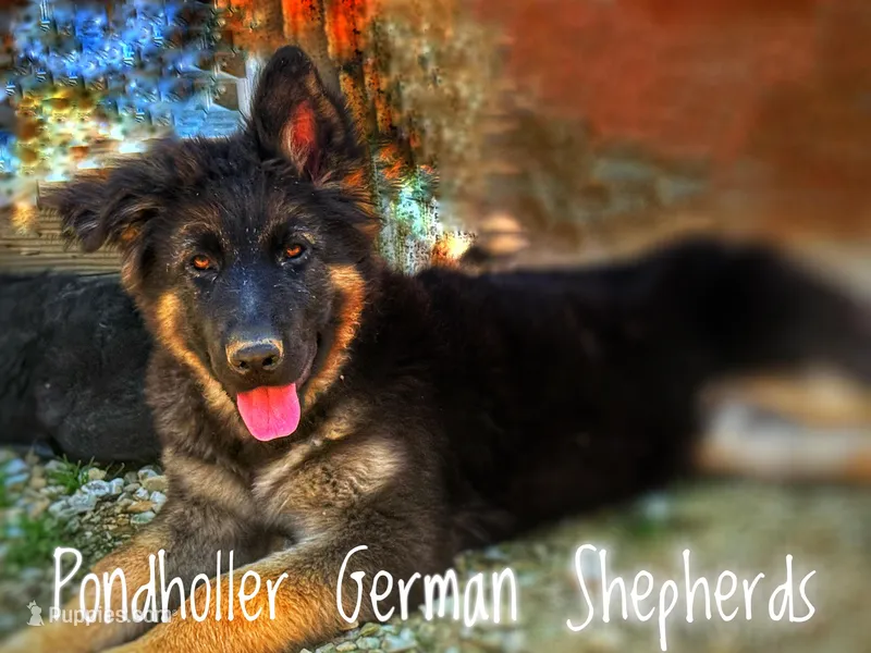 Long coat bicolor, a male German Shepherd Dog for sale in Greenup, KY – Photo 1 of 1
