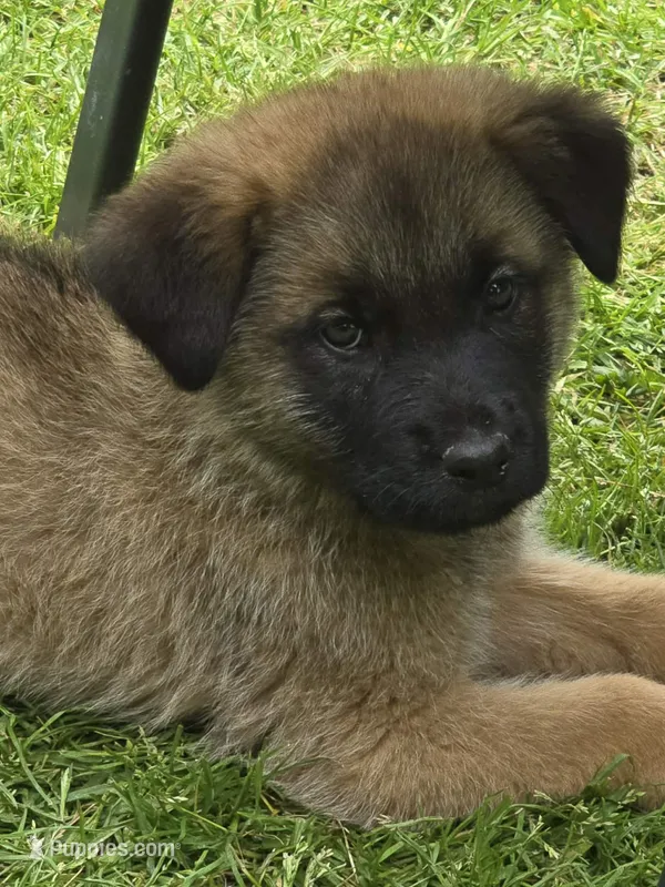 Brooks – German Shepherd Dog, Cane Corso puppy for sale in Greenup, KY